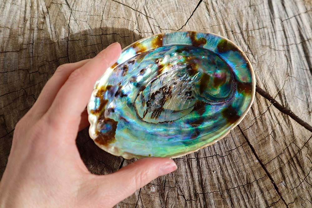 Abalone Shell Smudging Bowl Seashell Incense Burner, 5-6 Inches (Pack of 2)