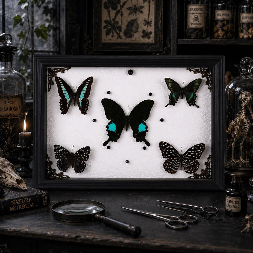 Real Framed Butterfly Specimen Display with 5 Butterflies