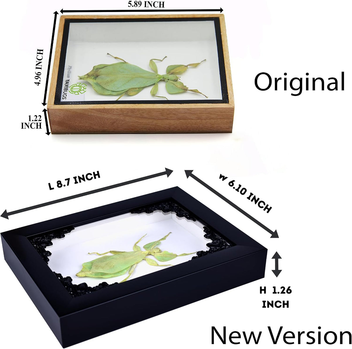 Tarantula or Leaf Insect in Gothic Shadow Box Frame | Mexican Gothic Taxidermy | Witch & Halloween Décor for Bedroom | Goth Home Décor (Leaf Insect)