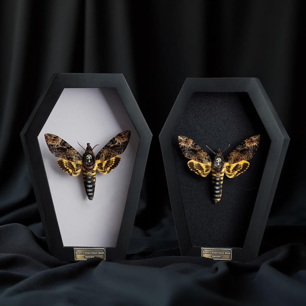 Real Death Head Moth White Skull 7" Coffin Gothic Witchy Gift CF18-01-TR-MT