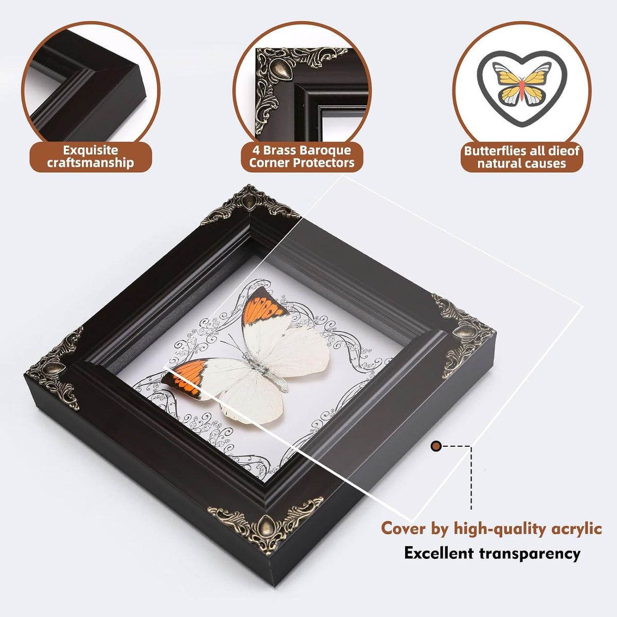 Real Framed Butterfly Specimen, Handmade Butterfly Taxidermy Shadow Box, Goth Gifts for Women, Dark Academia & Witchy Decor, (Crane Crest White Butterfly)