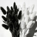 120pcs Bunny Tail Pampas Grass Dried Flowers for Vase Boho Flowers Dried Babys Breath Wedding Decor Dry Flowers for Vase (White 60PCS+Black 60PCS)
