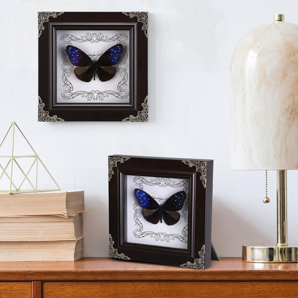 Real Framed Butterfly Specimen, Handmade Butterfly Taxidermy Shadow Box, Goth Gifts for Women, Dark Academia & Witchy Decor, (Blue-Spotted Violet Butterfly)