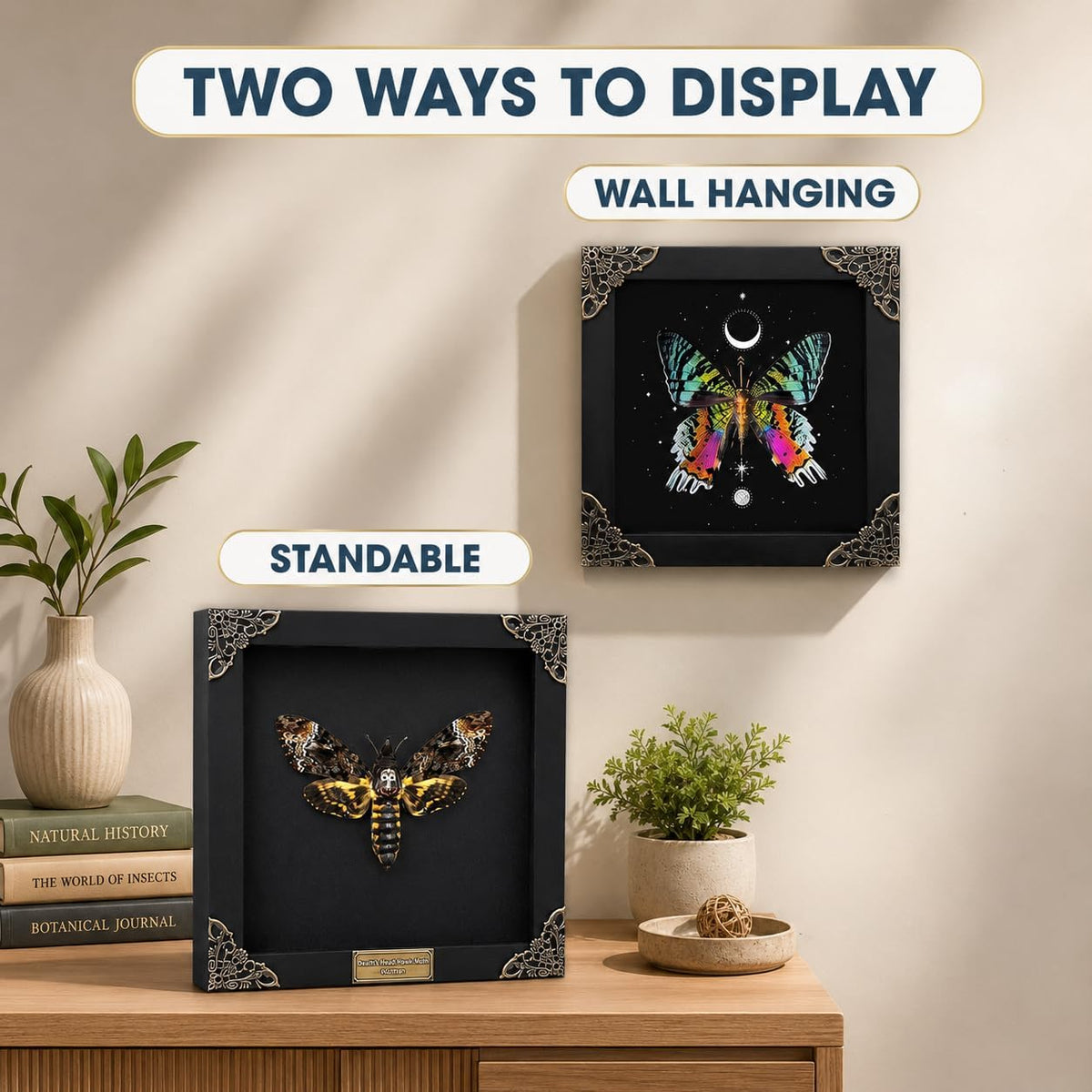 Real Sunset Moth 5.5" Frame Taxidermy Gothic Decor Witchy Gifts K14-29-NEM