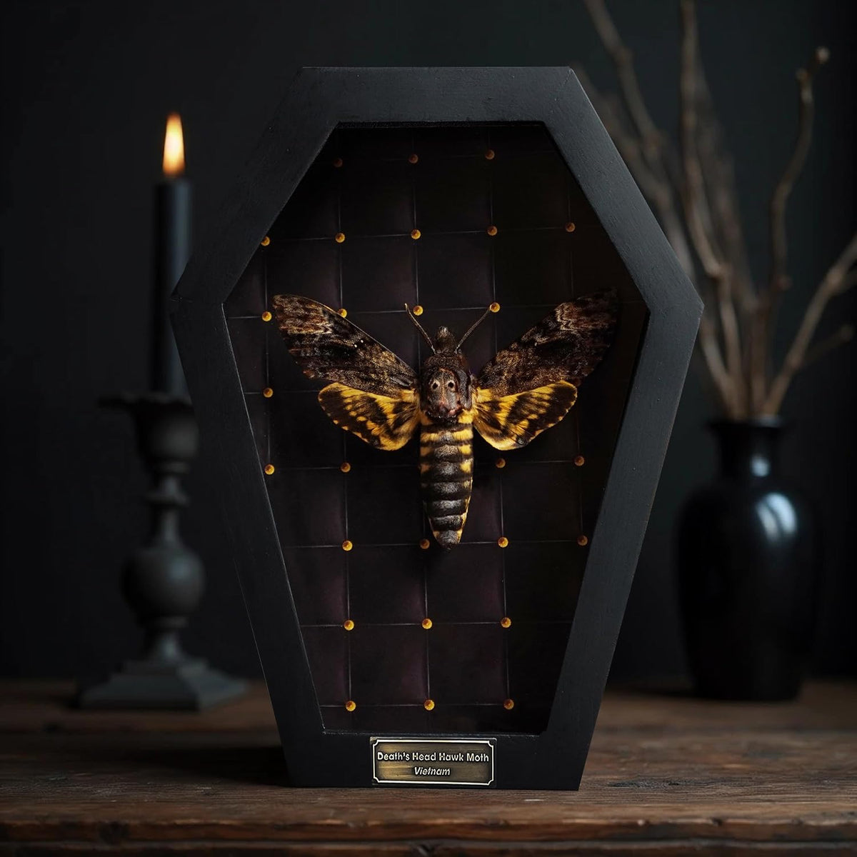 Real Death Head Moth 7" Coffin Frame Acherontia Gothic Taxidermy CF18-01-NE