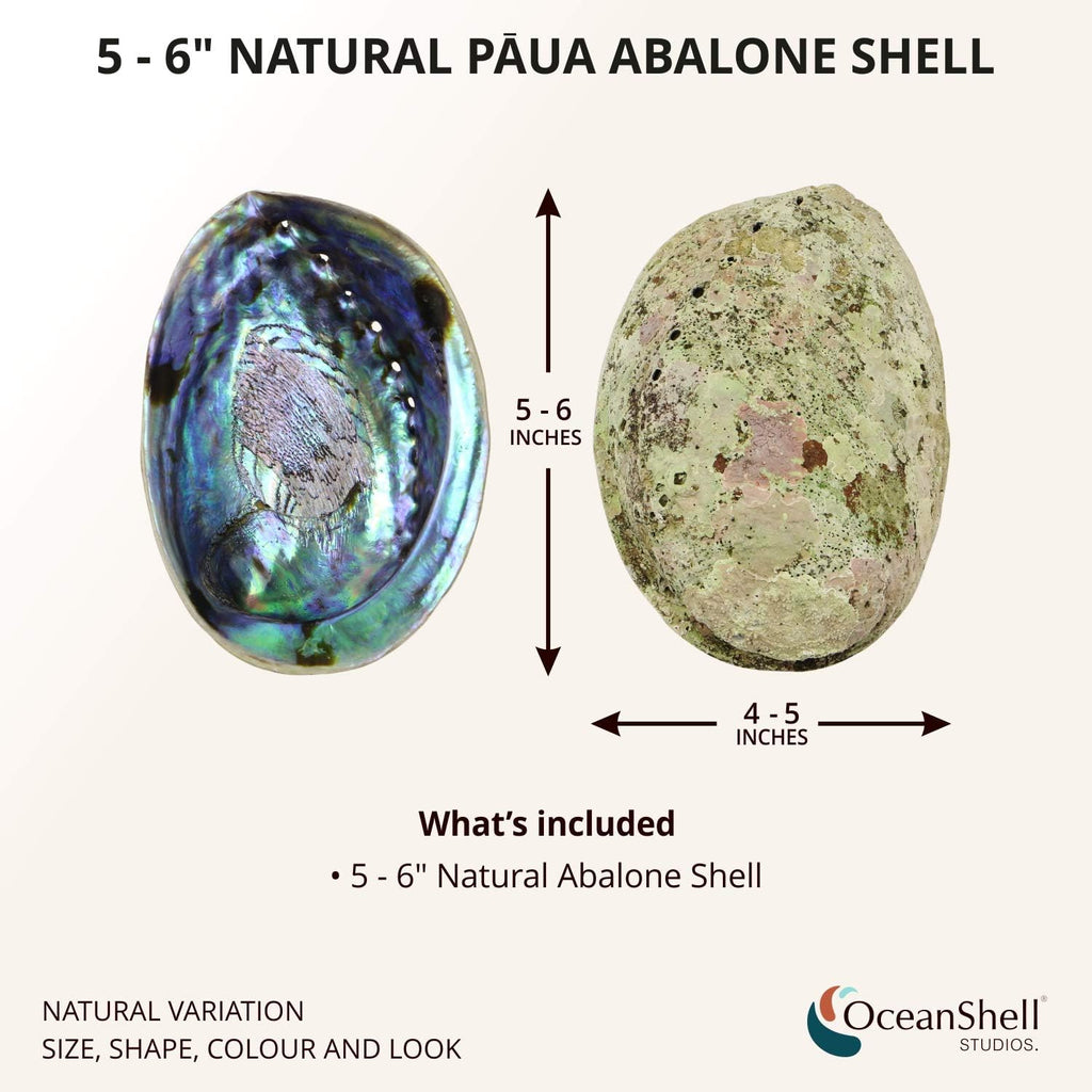 Ocean Shell Studios 5-6 inches Premium Natural Abalone (Pāua) Shell for Smudging, Cleansing Home, Meditation, Shell Crafts,Incense Holder, Home Décor, 100% Natural, Sustainable.