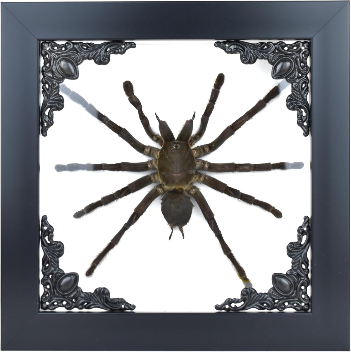 Tarantula or Leaf Insect in Gothic Shadow Box Frame | 𝗚𝗢𝗧𝗛𝗜𝗖 𝗧𝗔𝗫𝗜𝗗𝗘𝗥𝗠𝗬 | Witch & Halloween Décor for Bedroom | Goth Home Décor (Tarantula)