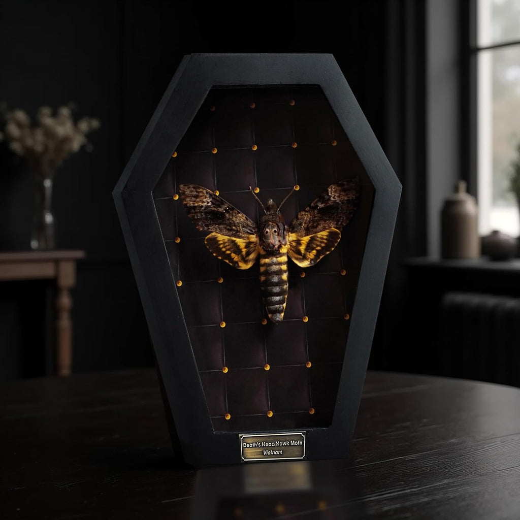 Real Death Head Moth 7" Coffin Frame Acherontia Gothic Taxidermy CF18-01-NE