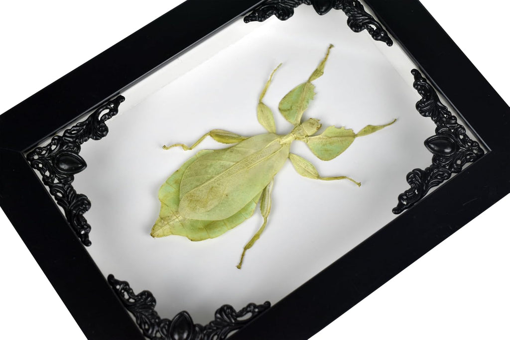 Tarantula or Leaf Insect in Gothic Shadow Box Frame | Mexican Gothic Taxidermy | Witch & Halloween Décor for Bedroom | Goth Home Décor (Leaf Insect)