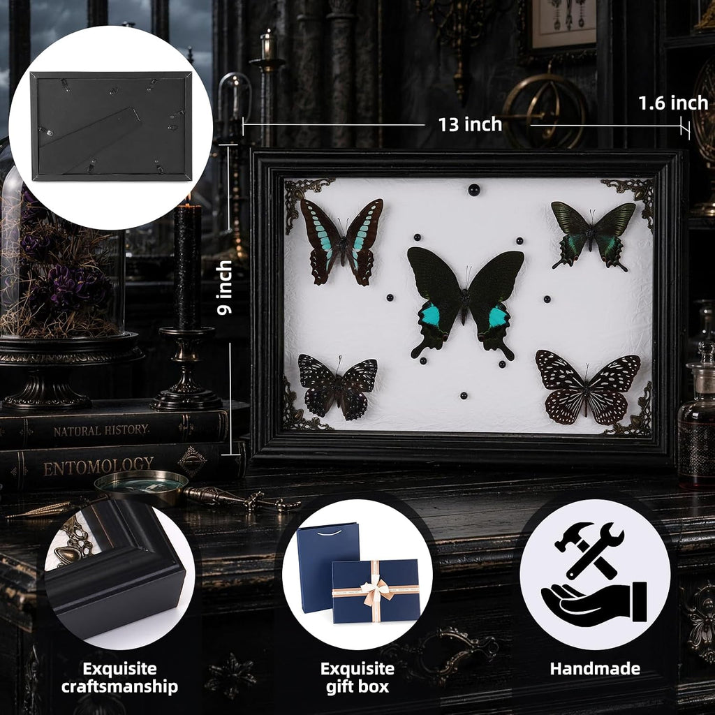 Real Framed Butterfly Specimen Display with 5 Butterflies