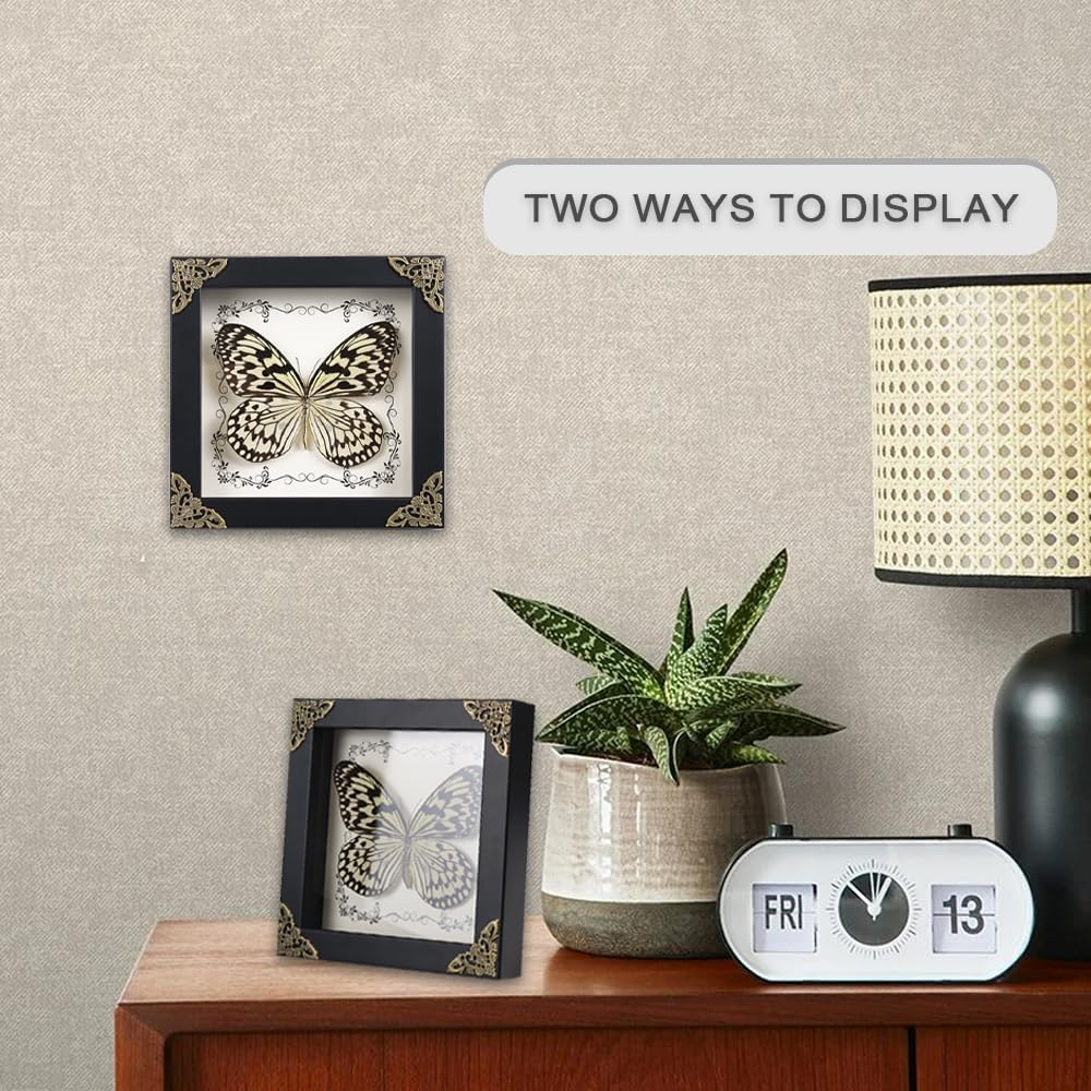 Real Framed Butterfly Taxidermy, Handmade Shadow Box Collection