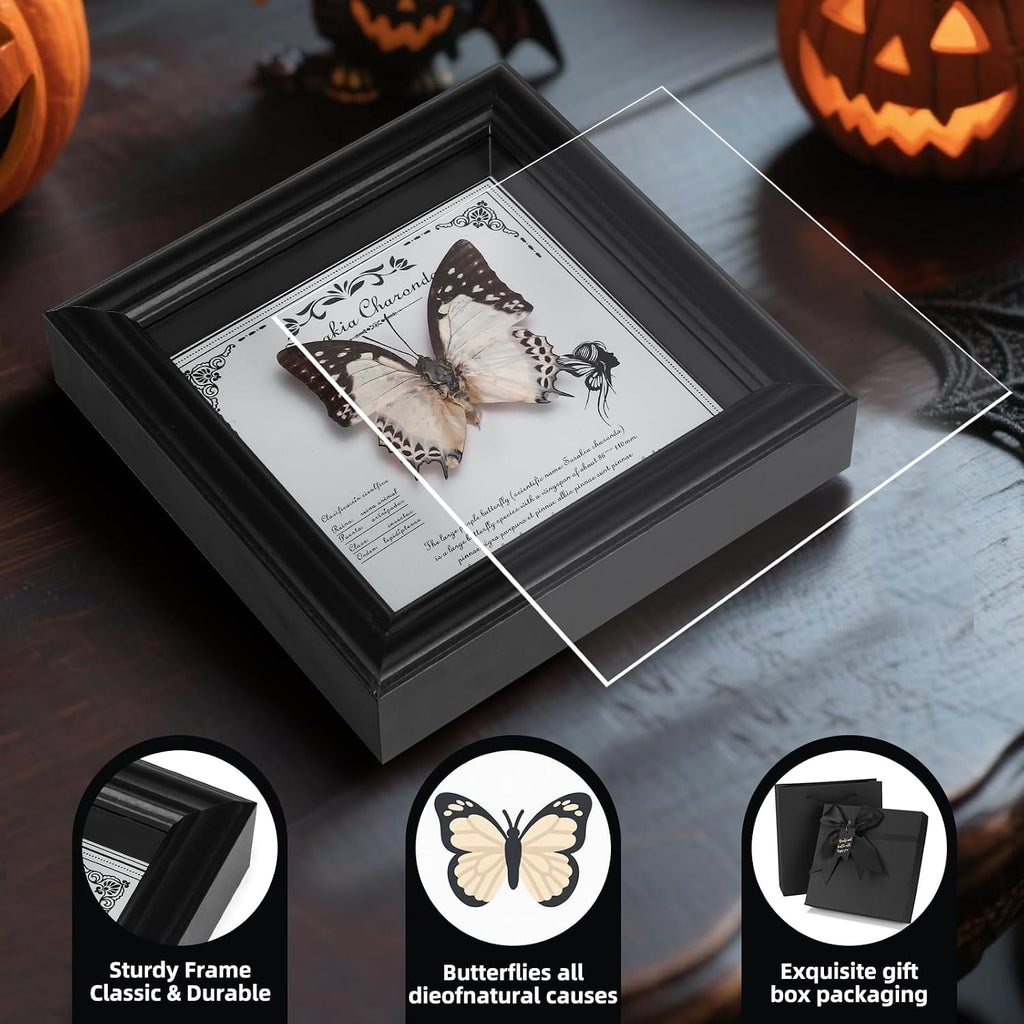 Framed Butterfly Taxidermy with Real Butterfly Specimen - Elegant Shadow Box Display - Perfect Butterfly in Frame for Home Decor (D-Large Two-Tailed Nymphalid)