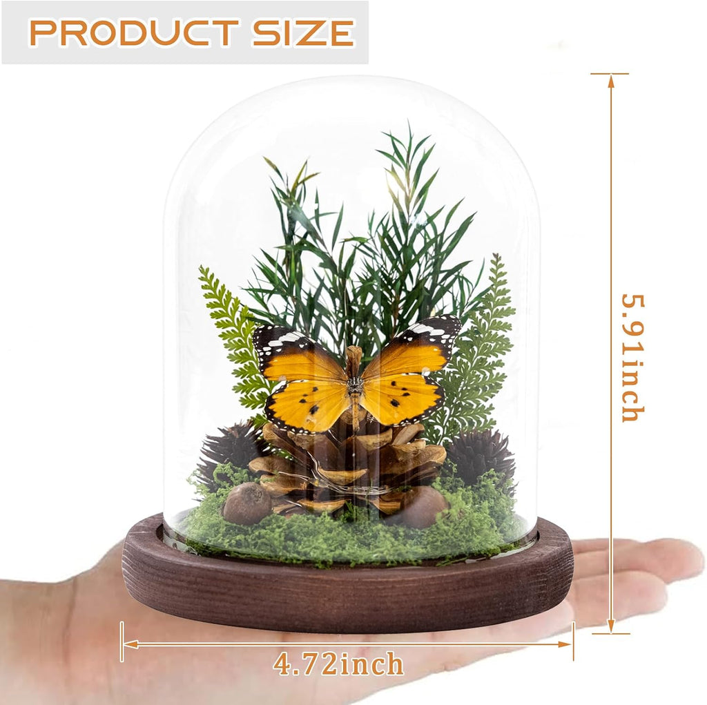 Glass Taxidermy Butterfly Shadow Box, Butterfly Gifts for Women Girls with Glass Cover, Light Up Butterfly Decor for Bedroom Office Living Room Desk (Not Include Battery)