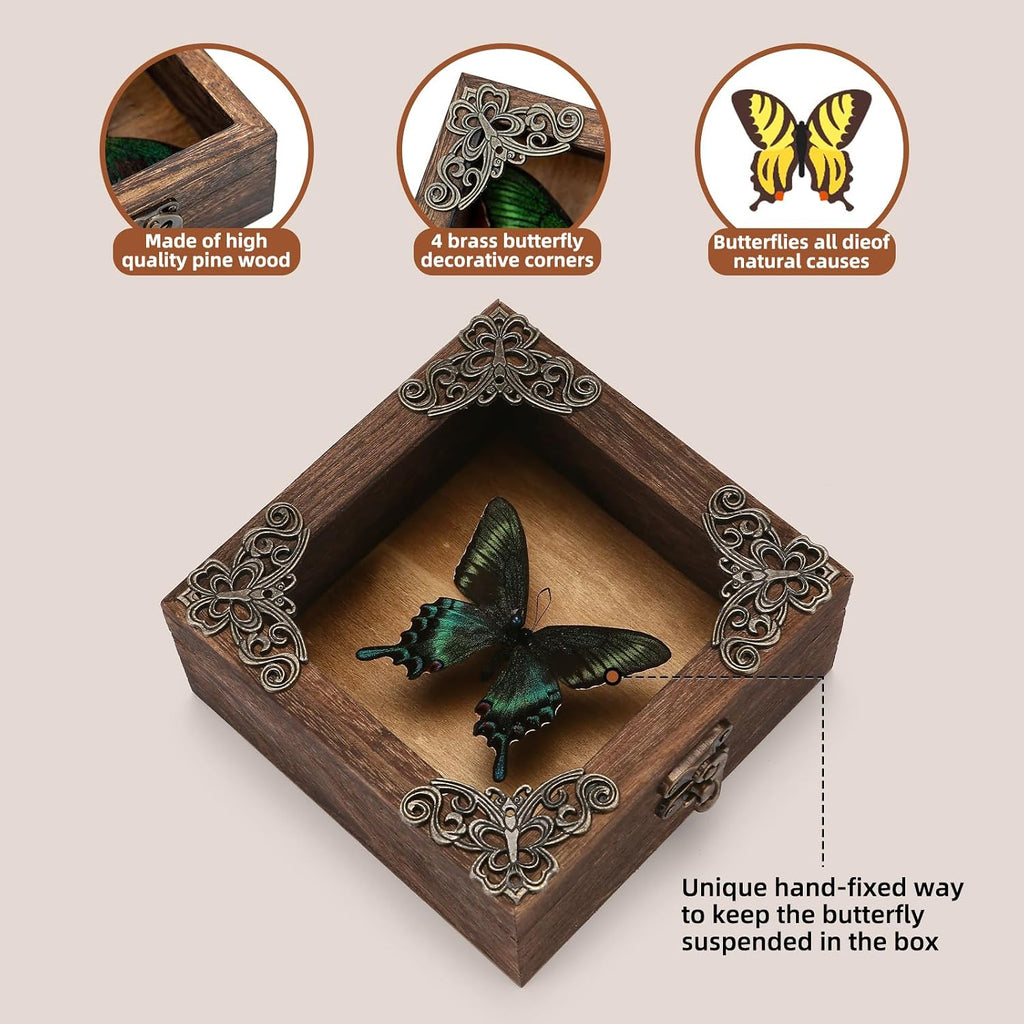 Real Taxidermy Butterfly Shadow Box Green-Banded Crested Butterfly