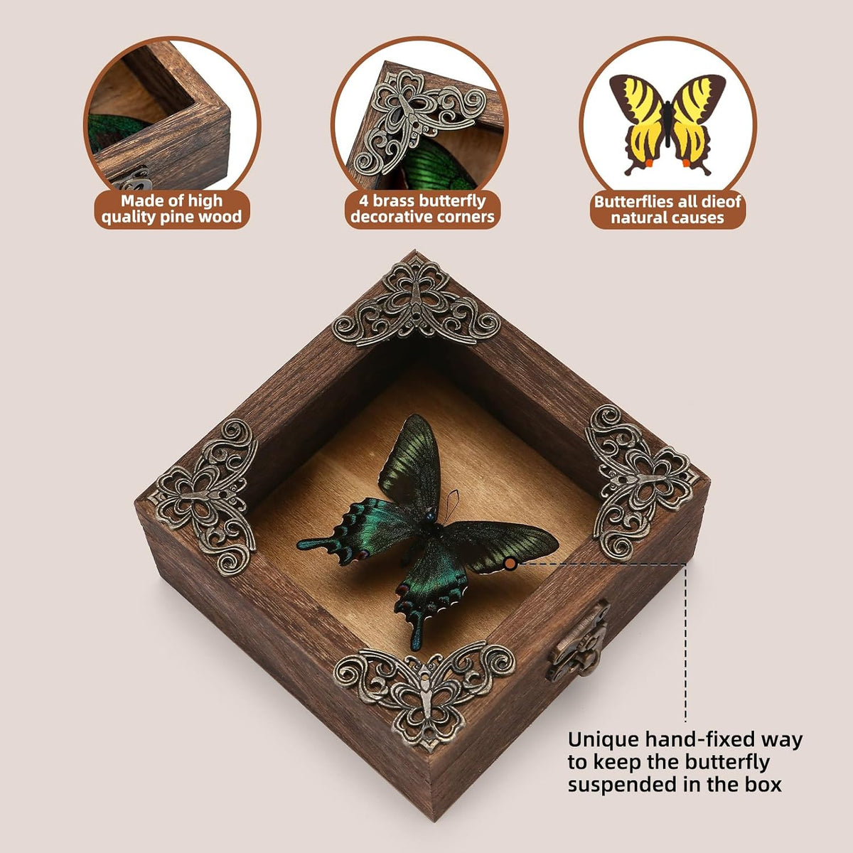 Real Taxidermy Butterfly Shadow Box Green-Banded Crested Butterfly