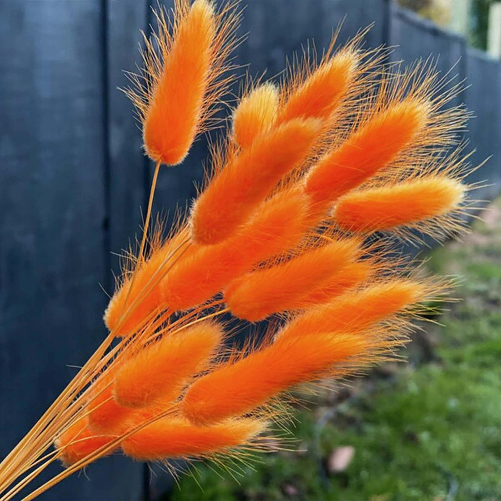 120pcs Orange Bunny Tail Pampas Grass Dried Flowers for Vase Boho Flowers Dried Babys Breath Wedding Decor Dry Flowers for Vase (Orange 120 PCS)