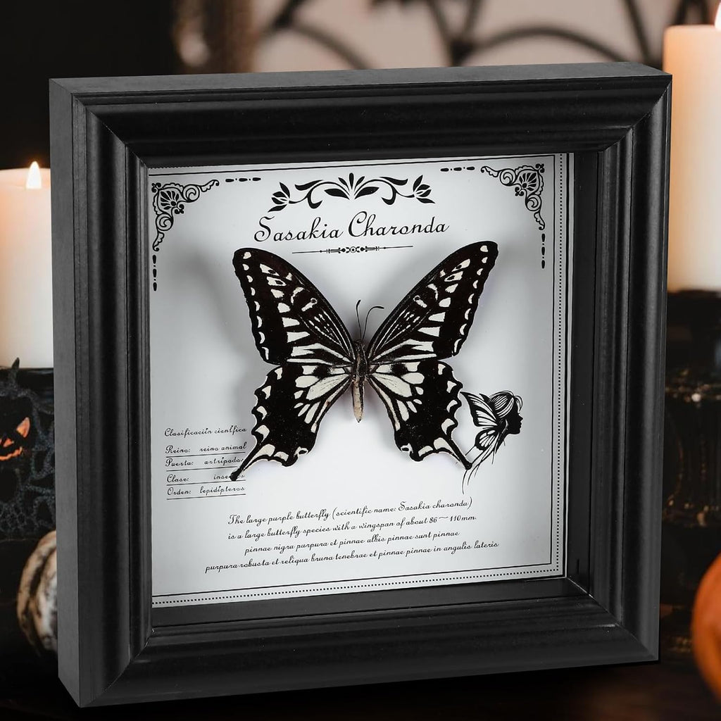 Real Butterfly in Frame - Stunning Taxidermy Butterfly Display - Premium Butterfly Shadow Box with Authentic Specimen (G-Citrus Swallowtail Butterfly)