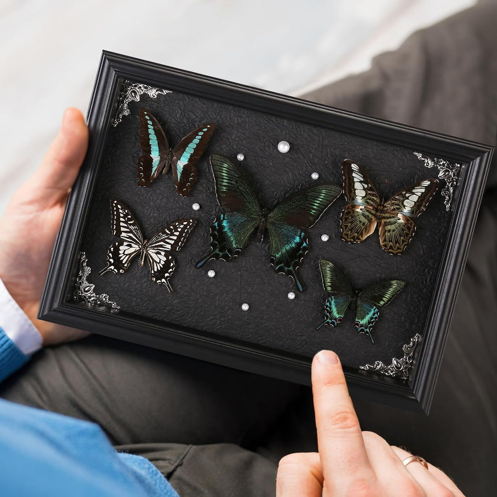 Real Framed Butterfly Taxidermy Collection - Set of 5 in Shadow Box Display
