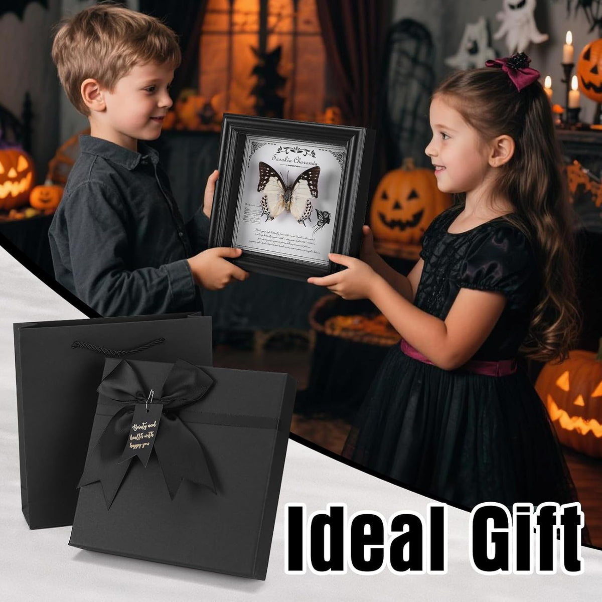 Framed Butterfly Taxidermy with Real Butterfly Specimen - Elegant Shadow Box Display - Perfect Butterfly in Frame for Home Decor (D-Large Two-Tailed Nymphalid)