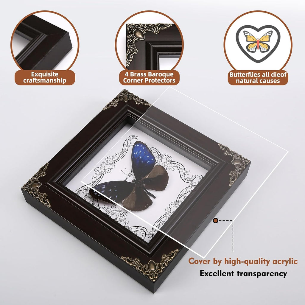 Real Framed Butterfly Specimen, Handmade Butterfly Taxidermy Shadow Box, Goth Gifts for Women, Dark Academia & Witchy Decor, (Blue-Spotted Violet Butterfly)
