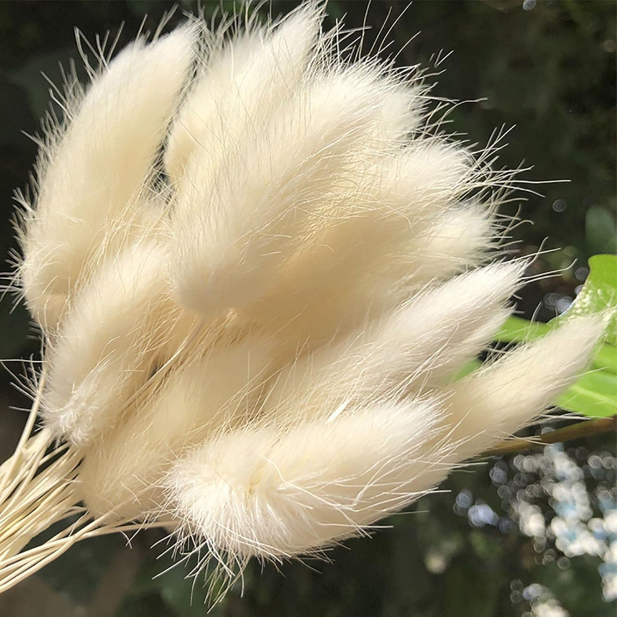 Natural Dried Bunny Tail Grass - 110~120 Stems Rabbit Tail Grass, Lagurus Ovatus for Boho Decor, Dried Pampas Grass Flower Arrangements Wedding Home Kitchen Office Decor (White)