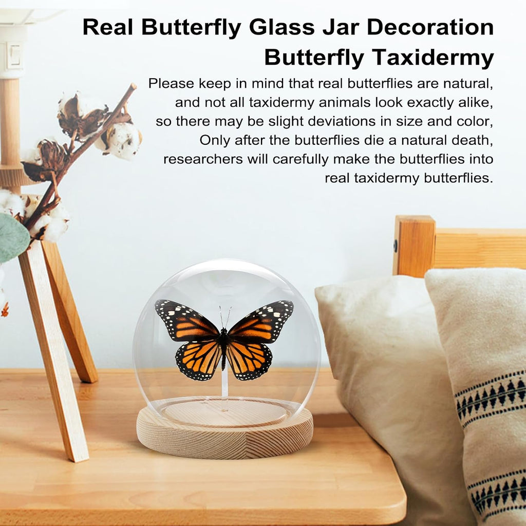Monarch Butterfly Framed Decoration - Handmade Glass Shadow Box Insect Frame for Butterfly Collectors - Tabletop, Wall Art,Live Room,Gothic Home Decor(Glass Ball)