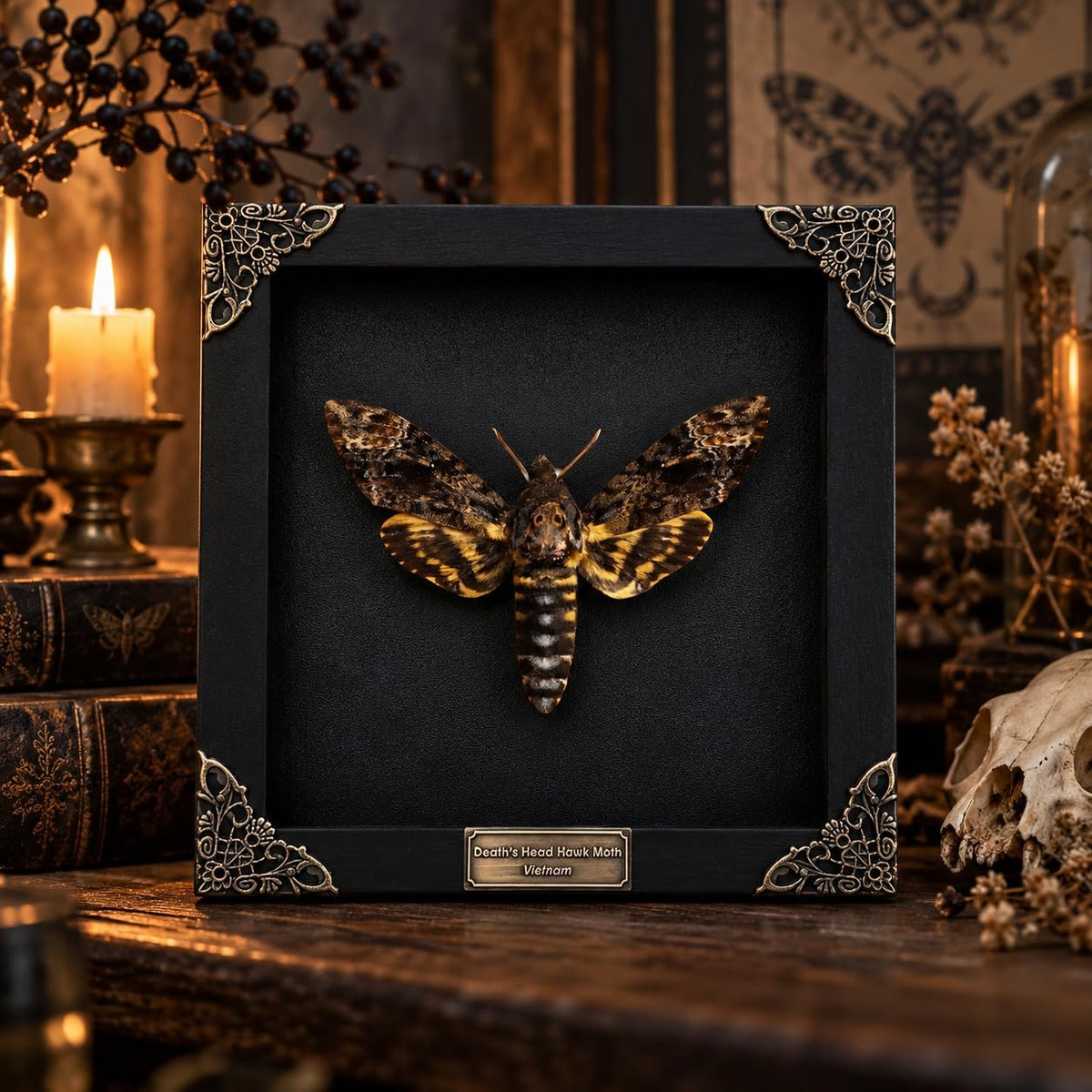 Real Death Head Moth Skull 7" Frame Taxidermy Acherontia Gothic K18-01-DE