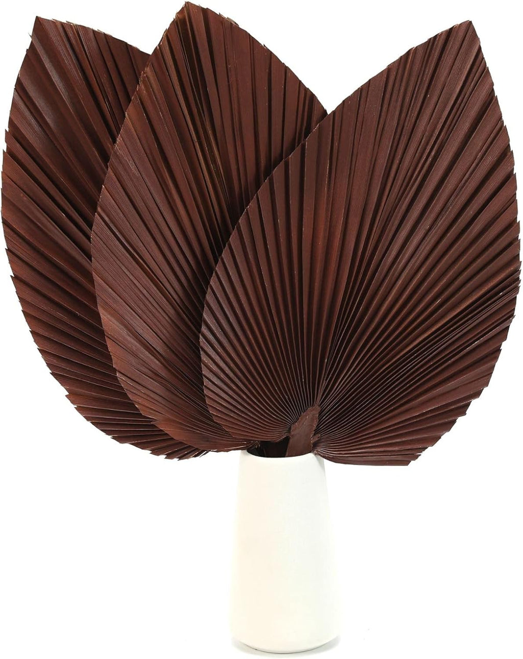 Large Dried Palm Leaves-17 Dried Palms Spear Plant Fans for Home Office Boho Decor | Tropical Wedding Decor | Party Table Decoration | Dried Wedding Flowers and Leaf Decor (Brown,3 Pcs)
