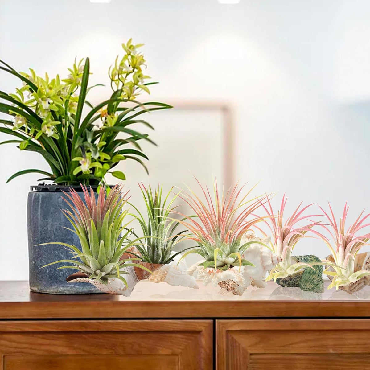 5 Pack Conch Sea Shell Air Plant Holder Natural Conch Plant Pots Holder Decorative Cute Tillandsia Succulent Display Container Table Centerpiece for Home Garden Decoration