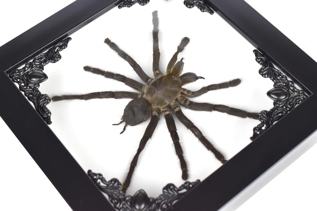 Tarantula or Leaf Insect in Gothic Shadow Box Frame | 𝗚𝗢𝗧𝗛𝗜𝗖 𝗧𝗔𝗫𝗜𝗗𝗘𝗥𝗠𝗬 | Witch & Halloween Décor for Bedroom | Goth Home Décor (Tarantula)