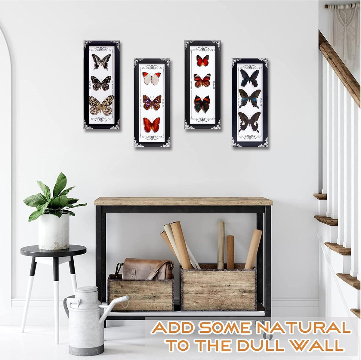 Framed 3 Real Butterfly Gothic Decor, 15.2"X6.5" Taxidermy Butterfly Shadow Box Wall Decor, Framed Butterfly Taxidermy for Witchy Home Decor (Pieridae+Sasakia charonde+Vidula Sapor)