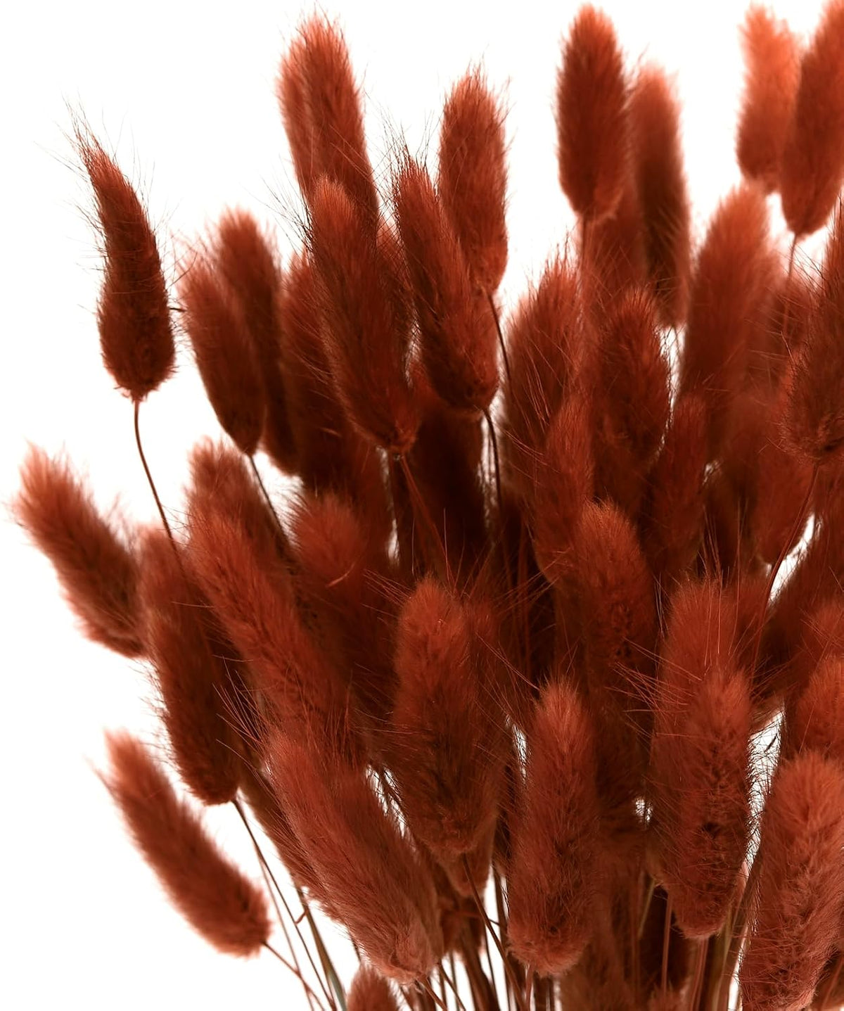 120pcs Bunny Tails Dried Flowers Pampas Grass Bouquet, Caramel