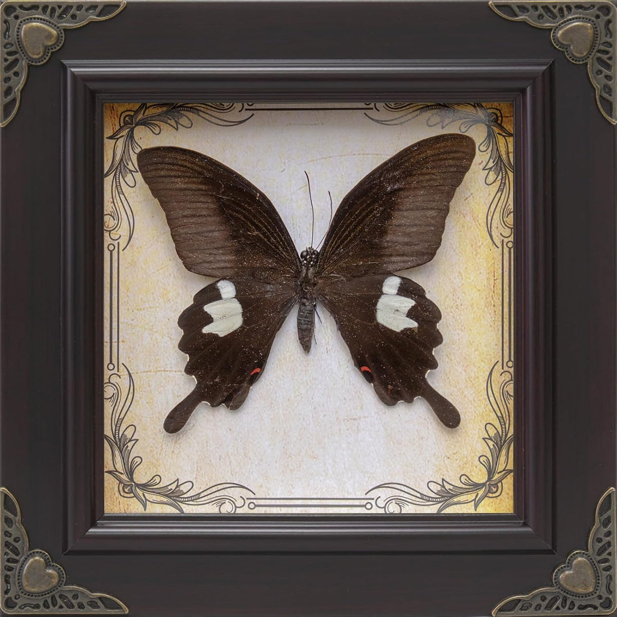 Handmade Real Butterfly Framed with 5 Pieces Gift Set - Gothic Home Decor and Vintage Frame - Butterflies Taxidermy Shadow Box Collection (Red Helen Butterfly)