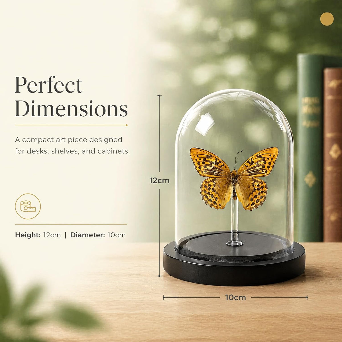 Real Taxidermy Butterfly Specimen Leopard Butterfly Shadow Box, Butterfly Gifts for Women Girls with Glass Cover, Butterfly Decor for Bedroom Office Living Room Desk