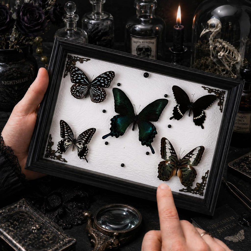 Real Framed Butterfly Taxidermy with 5 Real Butterflies