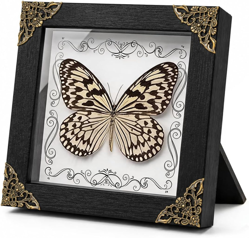 Real Framed Butterfly Taxidermy, Handmade Shadow Box Collection