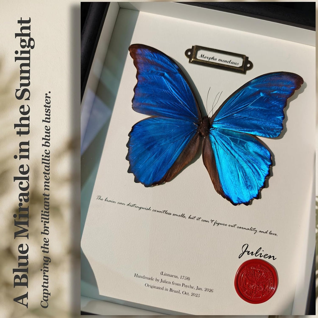 ArsVenciik Real Blue Morpho Butterfly Taxidermy