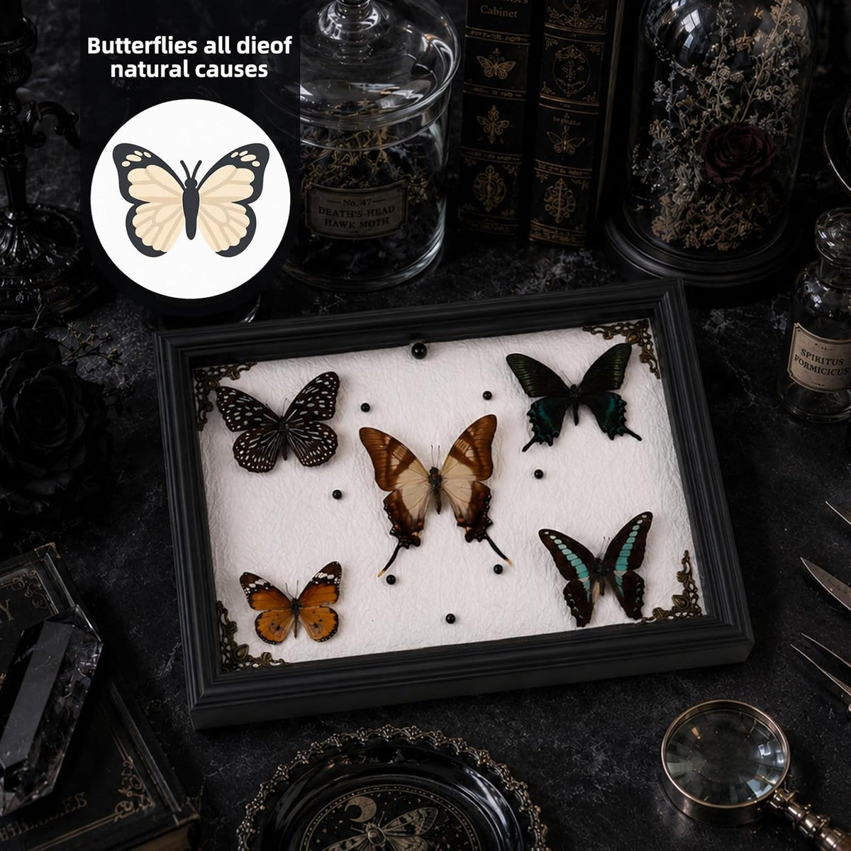 Duxjaqu Real Butterfly Taxidermy Frame with 5 Preserved Butterflies