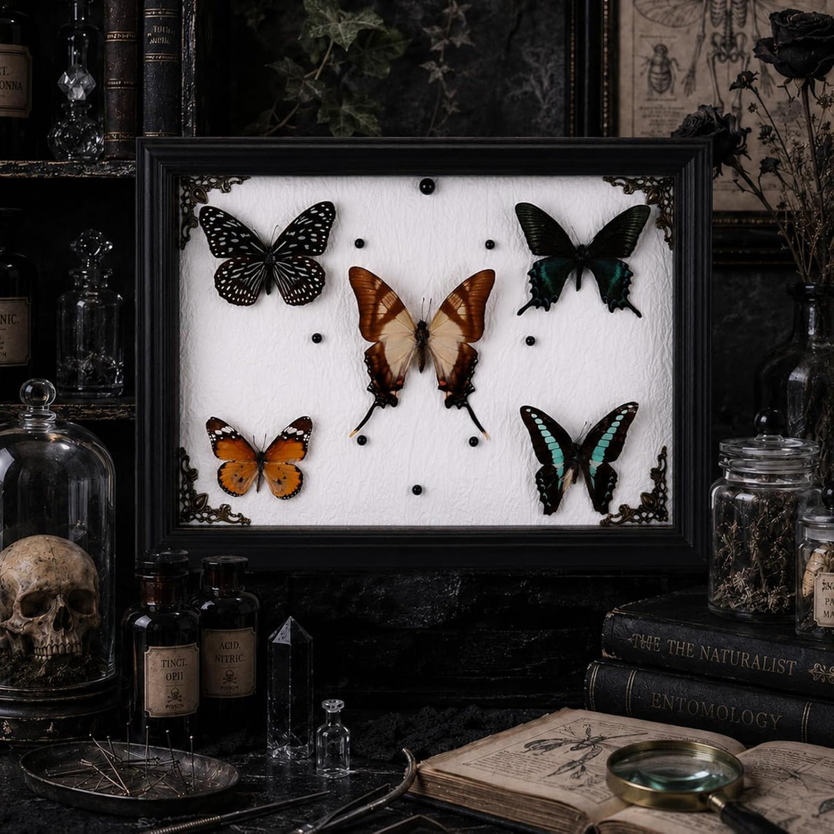Duxjaqu Real Butterfly Taxidermy Frame with 5 Preserved Butterflies