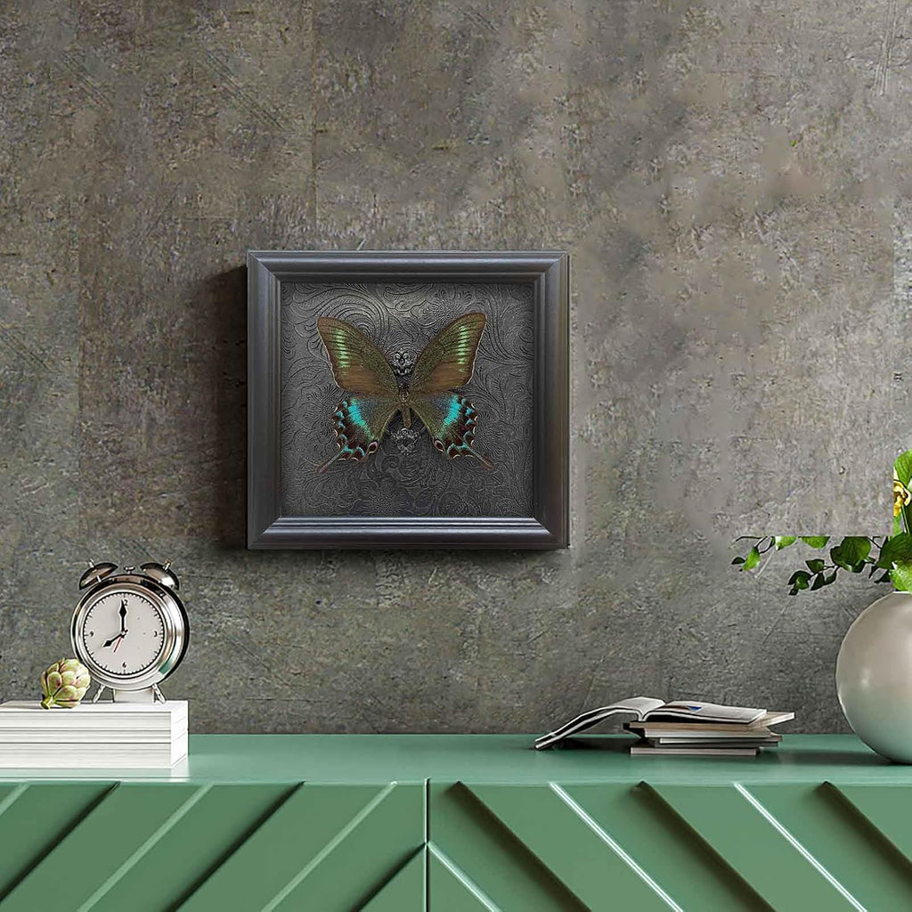 Real Framed Butterfly Specimen Shadow Box Taxidermy,Gothic Wall Decor, Taxidermy Butterfly Shadow Box Frame, Insect Taxidermy for Gothic Home Decor