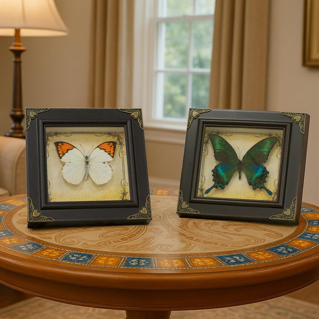 Handmade Real Butterfly Framed with 5 Pieces Gift Set - Gothic Home Decor and Vintage Frame - Butterflies Taxidermy Shadow Box Collection (Great Nawab Butterfly)