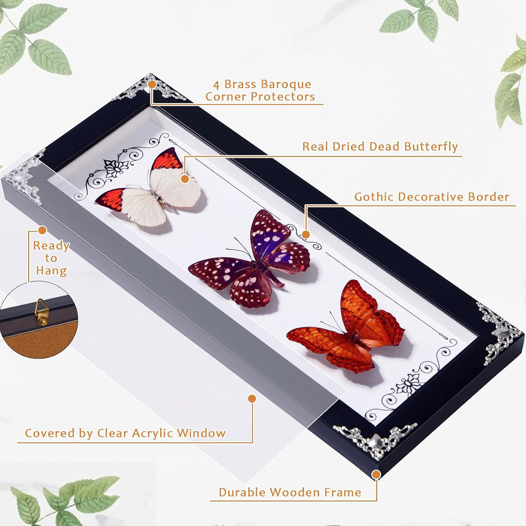 Framed 3 Real Butterfly Gothic Decor, 15.2"X6.5" Taxidermy Butterfly Shadow Box Wall Decor, Framed Butterfly Taxidermy for Witchy Home Decor (Pieridae+Sasakia charonde+Vidula Sapor)