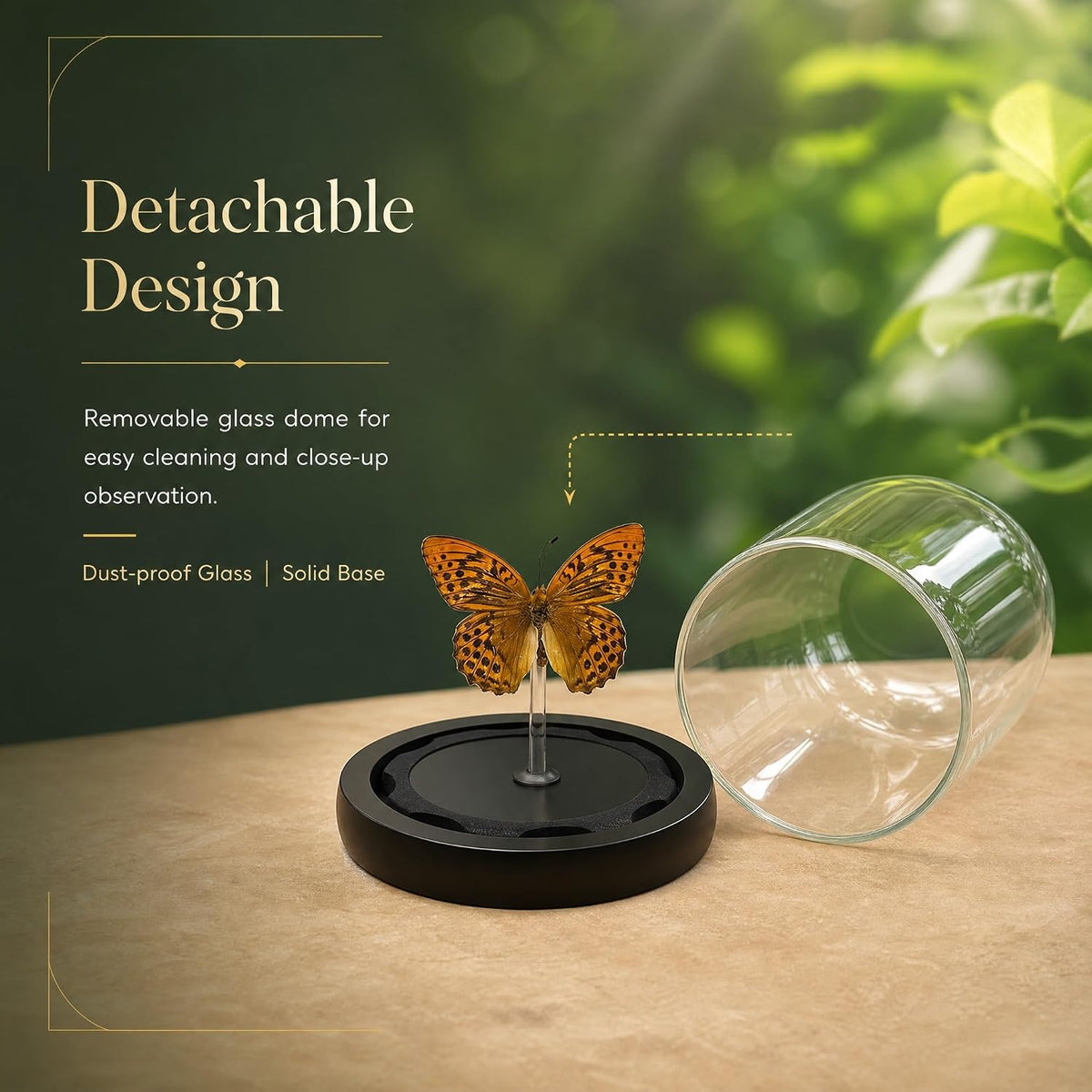 Real Taxidermy Butterfly Specimen Leopard Butterfly Shadow Box, Butterfly Gifts for Women Girls with Glass Cover, Butterfly Decor for Bedroom Office Living Room Desk