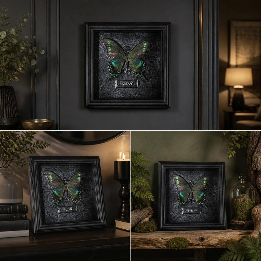 Real Handmade Taxidermy Butterfly Framed Gothic Baroque Art Home Decor