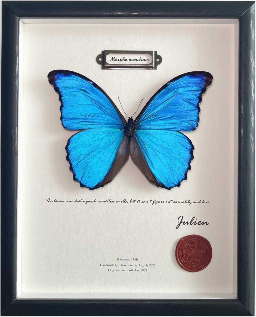 ArsVenciik Real Blue Morpho Butterfly Taxidermy