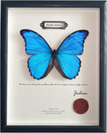 ArsVenciik Real Blue Morpho Butterfly Taxidermy