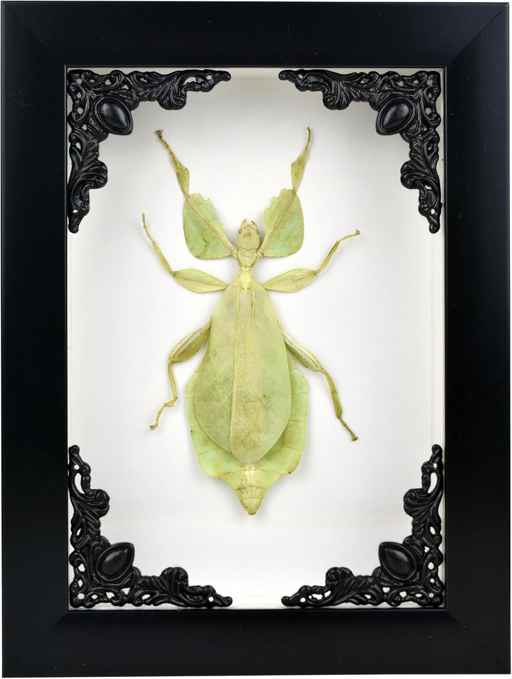 Tarantula or Leaf Insect in Gothic Shadow Box Frame | Mexican Gothic Taxidermy | Witch & Halloween Décor for Bedroom | Goth Home Décor (Leaf Insect)