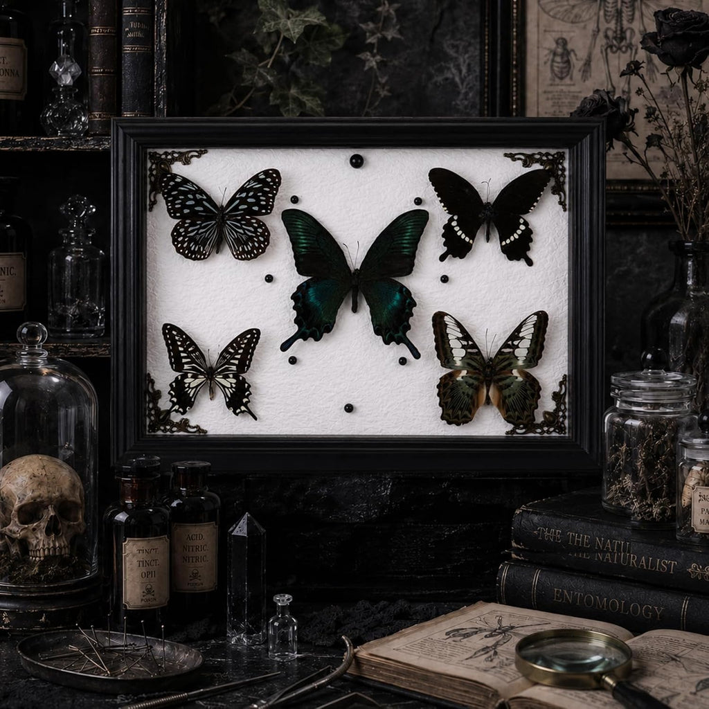 Real Framed Butterfly Taxidermy with 5 Real Butterflies