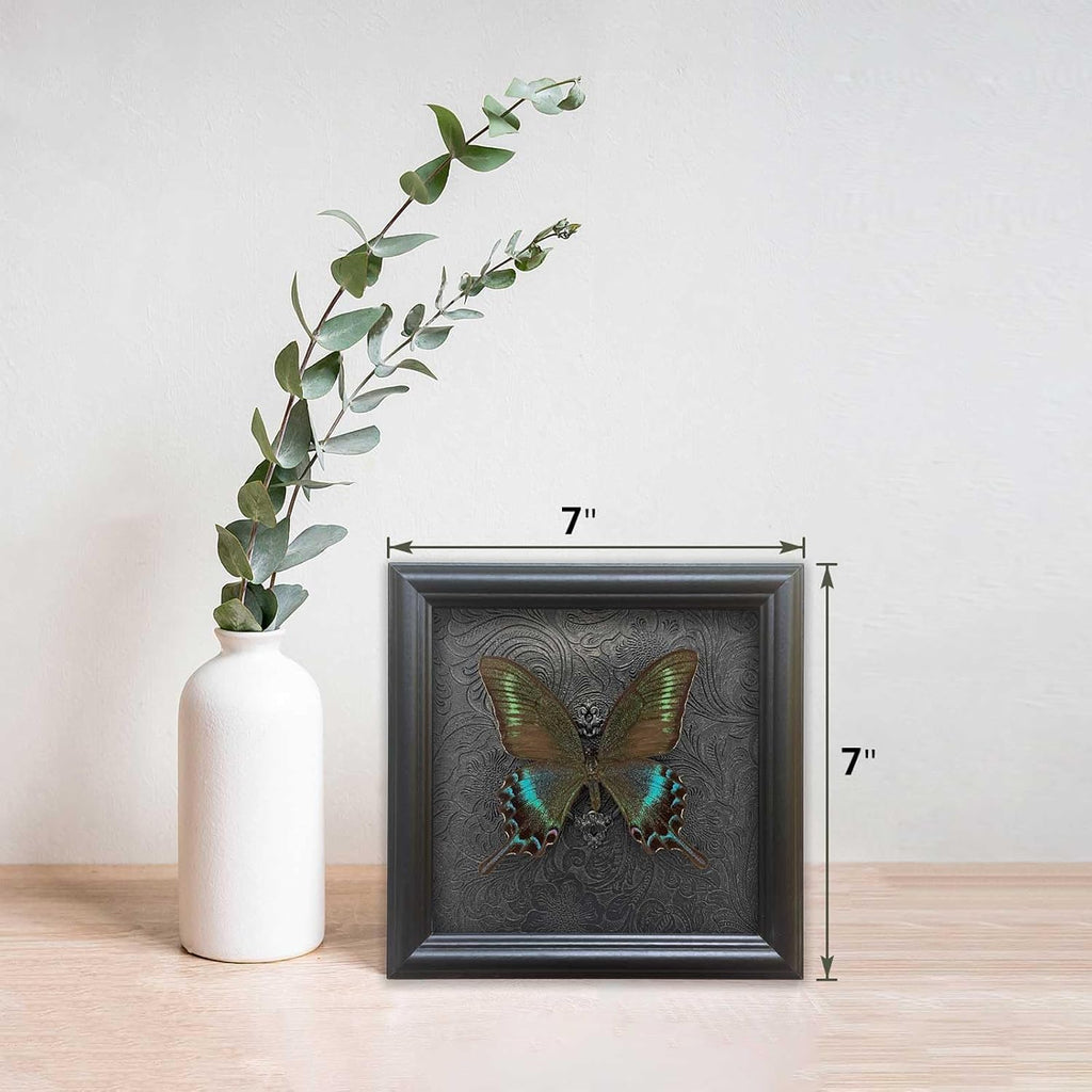 Real Framed Butterfly Specimen Shadow Box Taxidermy,Gothic Wall Decor, Taxidermy Butterfly Shadow Box Frame, Insect Taxidermy for Gothic Home Decor