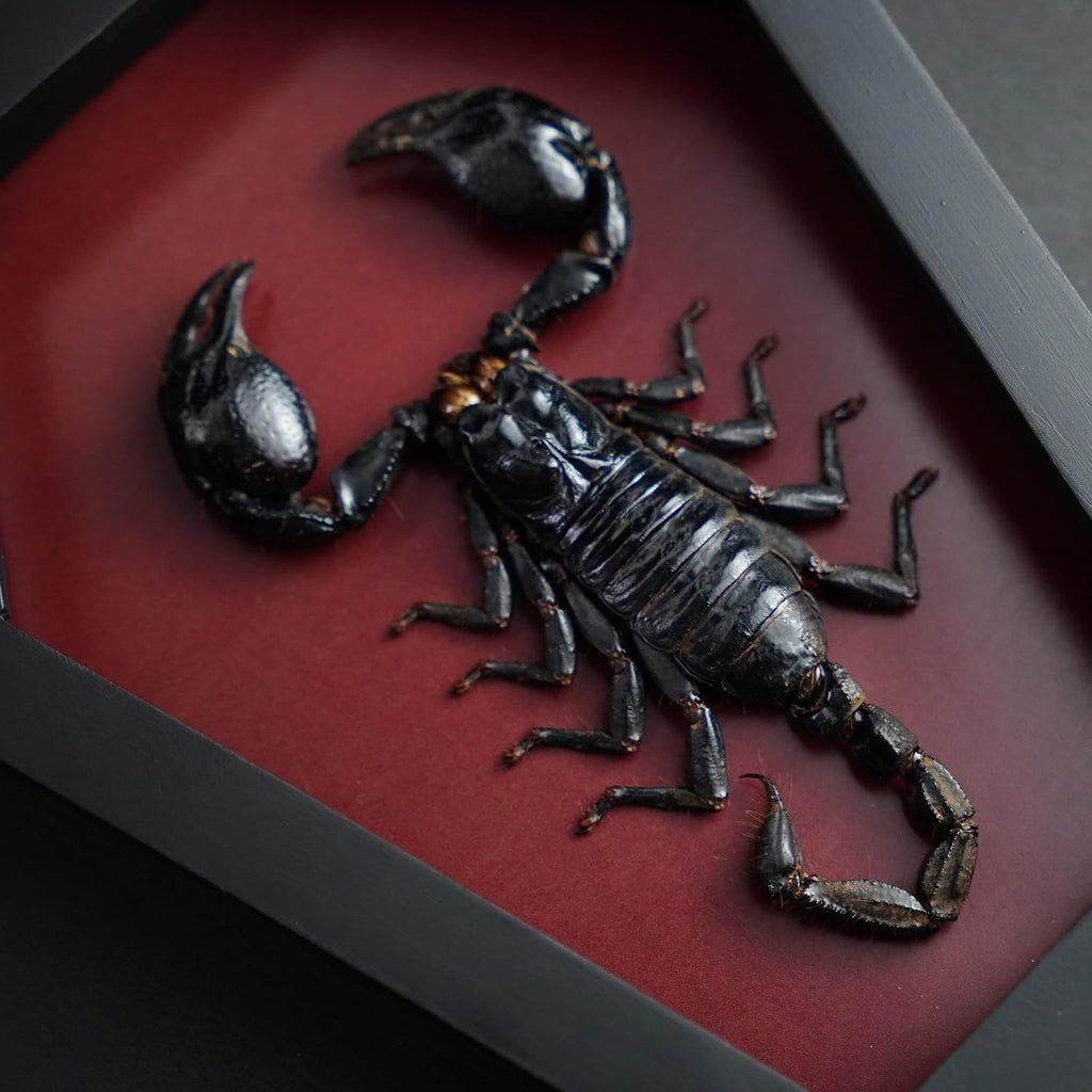 Real Large Scorpion 7" Coffin Gothic Oddities Halloween Decor CF18-51-DO